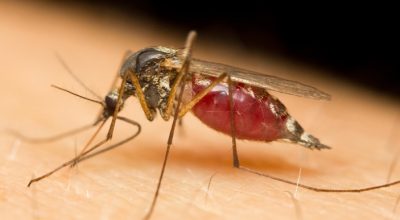 komary jakie choroby przenoszą