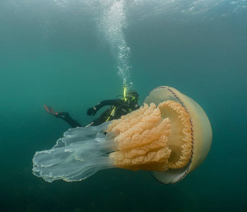 monstrualna meduza
