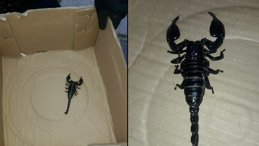 ogromny skorpion