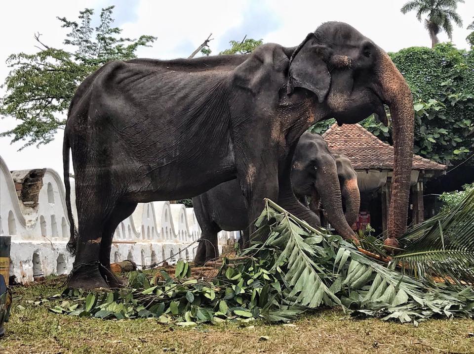 słoń w fatalnym stanie