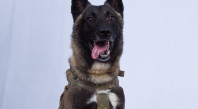 Wojskowy pies ranny