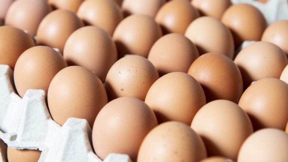 wyzwanie zjedzenia 50 jajek