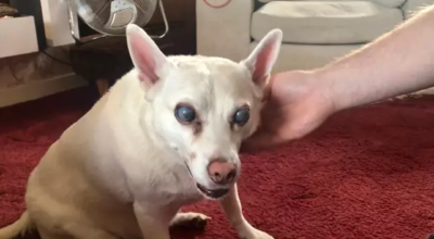 zestresowany pies stracił wzrok