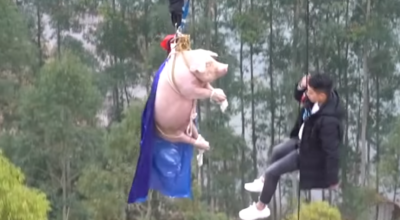 świnia na bungee