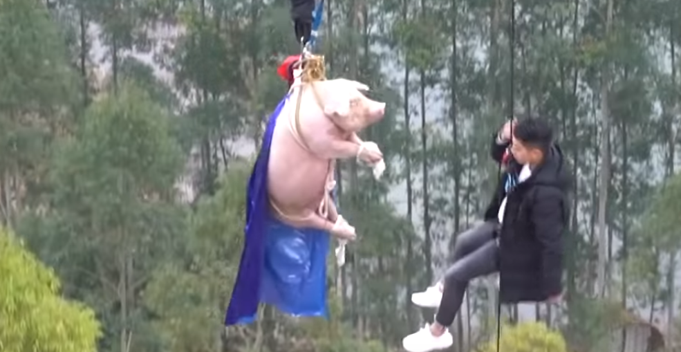świnia na bungee