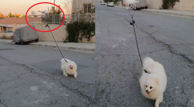 wyprowadza psa na spacer