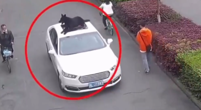 wiózł psa na dachu