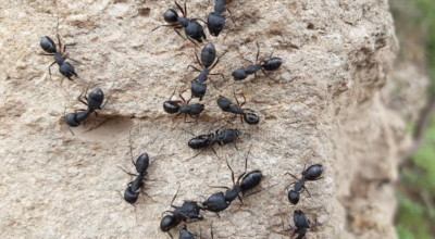 makabra mrówki jadły