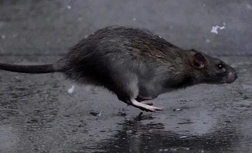 martwe szczury w chinach
