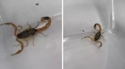 skorpion w sklepie odzieżowym