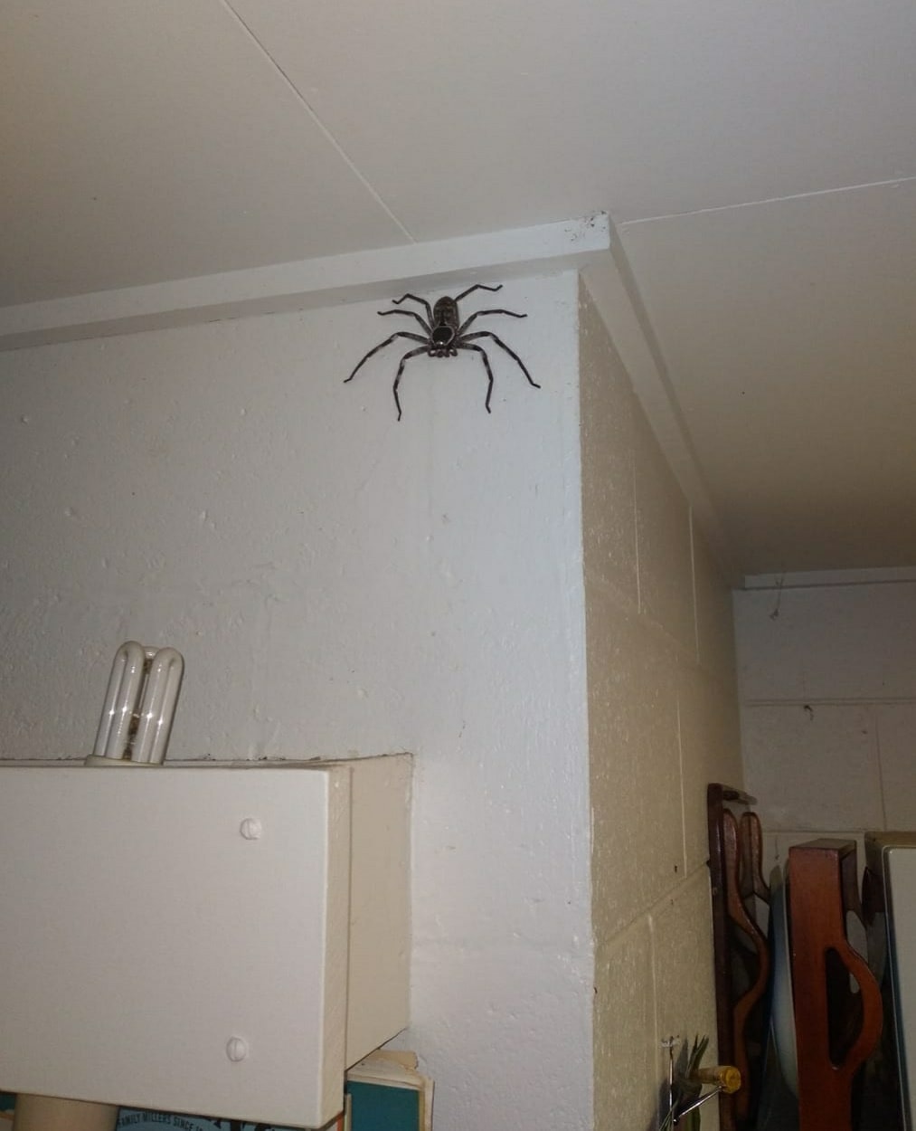 gigantyczny pająk