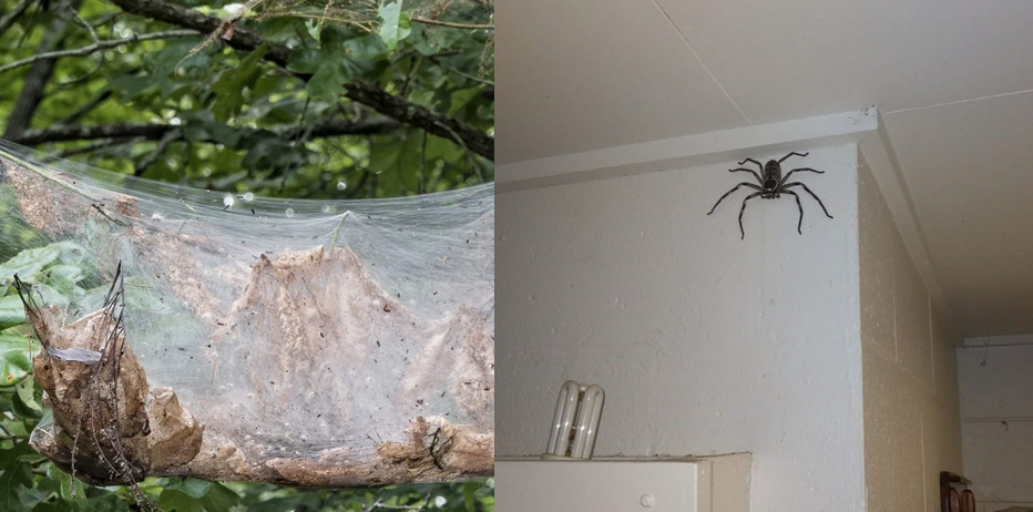 gigantyczny pająk