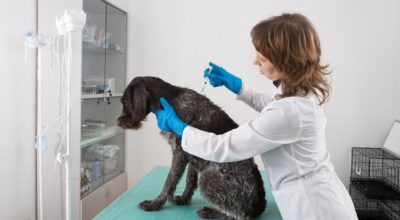 szczepionki na covid-19 dla psów