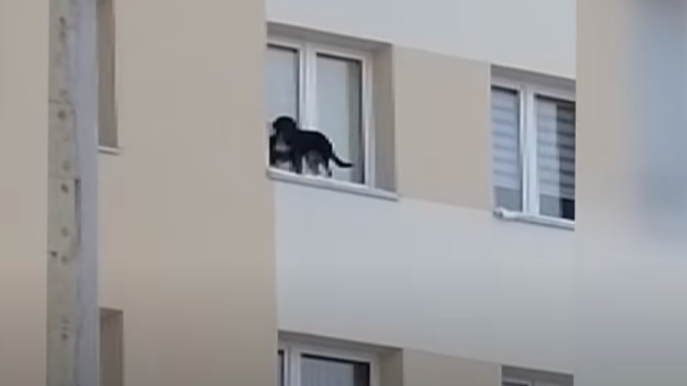 Wystawił psa za okno