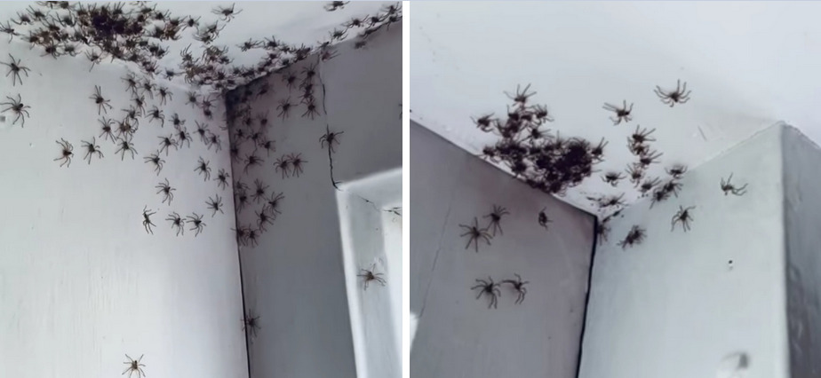 hordy pająków zalały australię