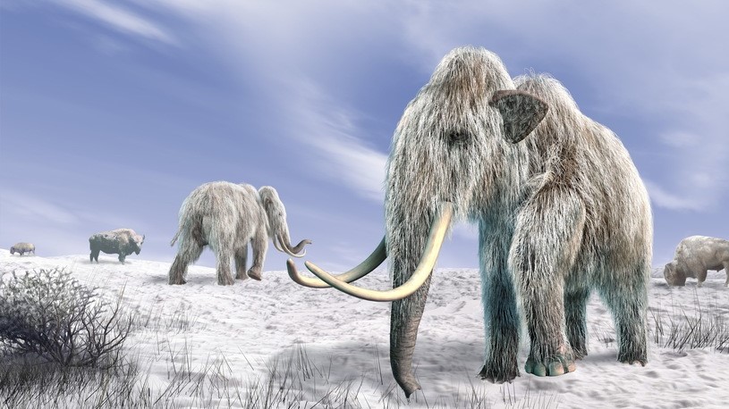 Ożyło zwierzę po 24 tys. latach