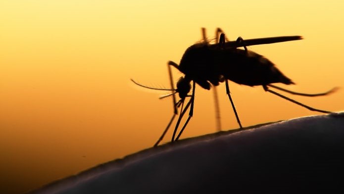 jak skutecznie odstraszyć komary
