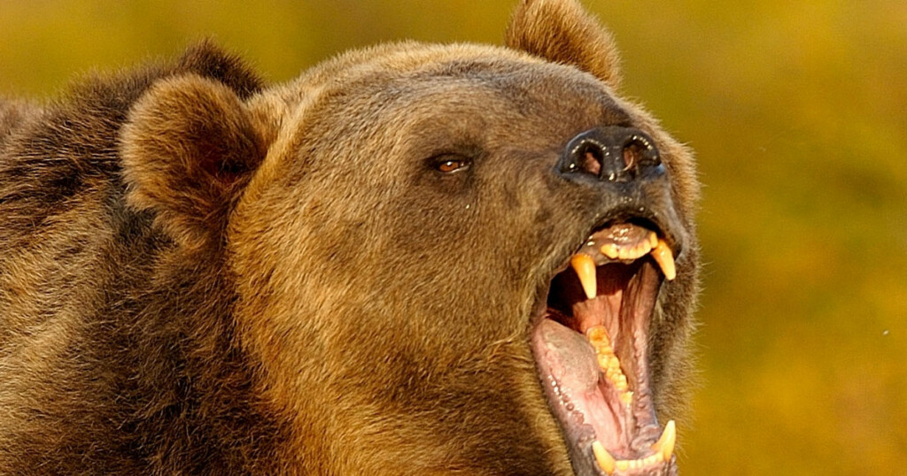 Niedźwiedź grasuje w Zakopanem