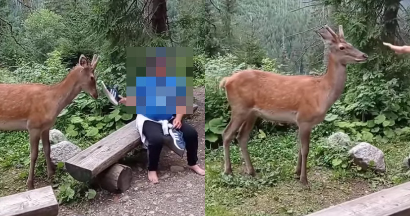 turyści męczyli jelenia