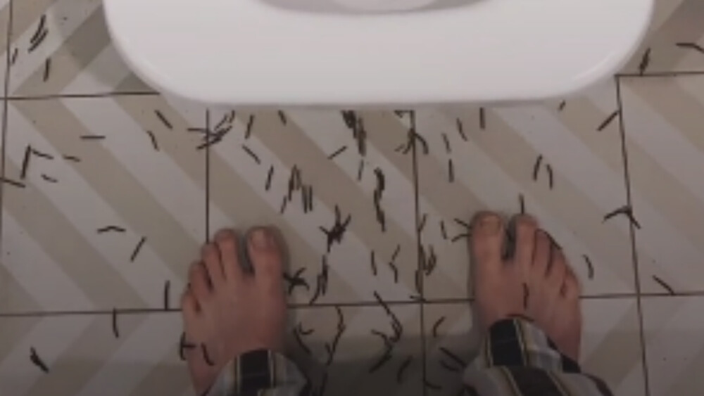 Atak tysięcy robaków w łazience