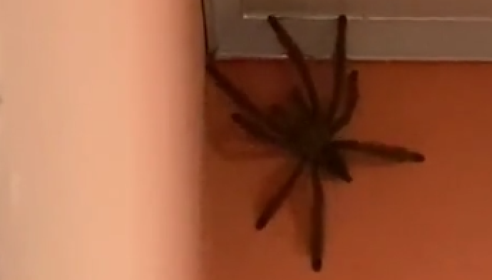 pająk wielkości kota