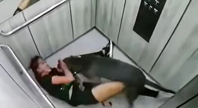 pitbull zaatakował kobietę