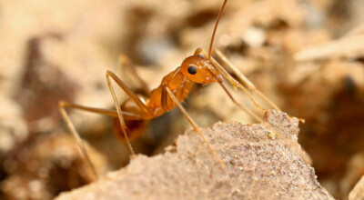 plaga niebezpiecznych mrówek