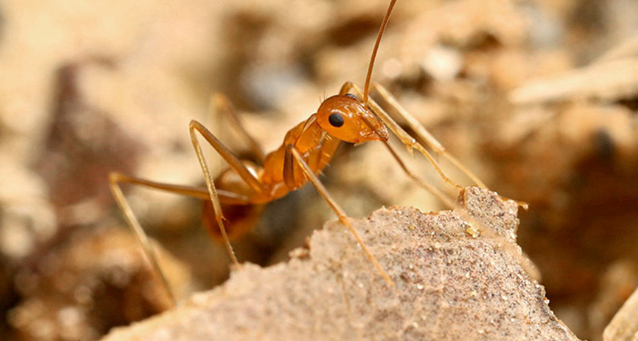 plaga niebezpiecznych mrówek